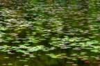 Colors of Water Lilies