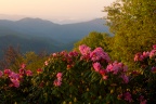Rhododendron  View