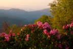 Rhododendron  View