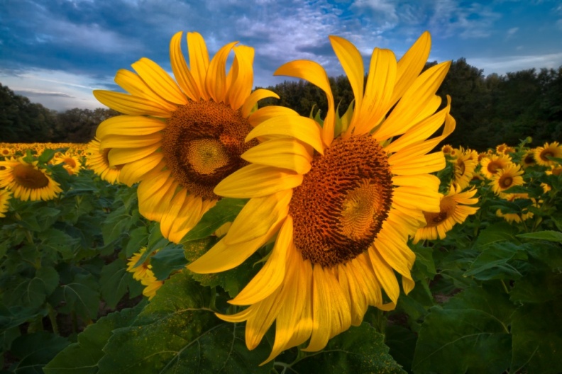 Sunflowers09-06-18-206-Edit-Edit-Edit-Edit-Edit-Edit-2-Edit-2.jpg