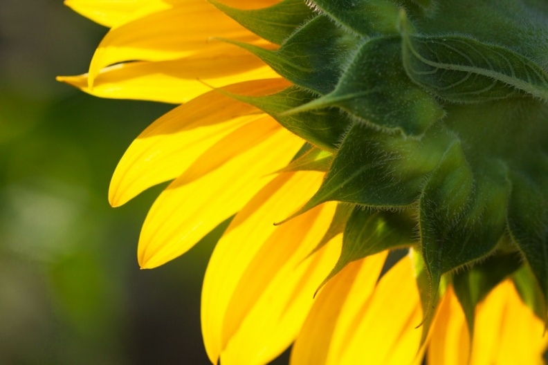 Sunflowers09-06-18-532-Edit.jpg