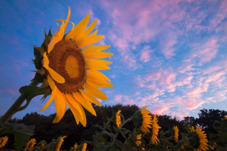 Sunflowers09-06-18-21-Edit-Edit-Edit-2.jpg