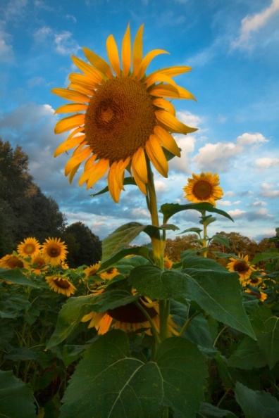 Sunflowers09-06-18-498-Edit.jpg