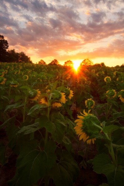 Sunflowers09-06-18-440-Edit-Edit-Edit-Edit-Edit.jpg