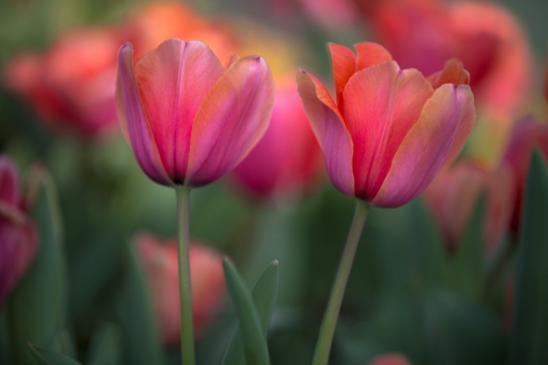 Tulips03-16-16-28-Edit-Edit-Edit-2.jpg