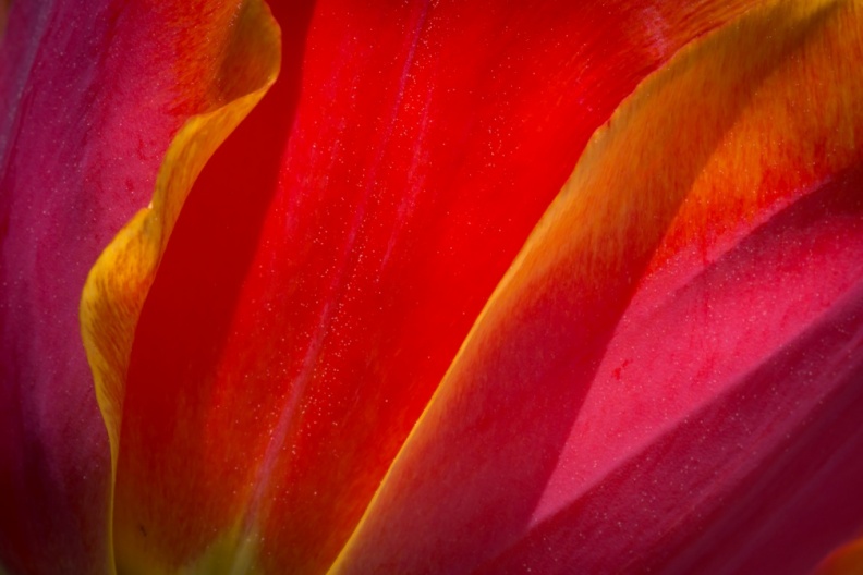 Tulips04-09-13-373.jpg