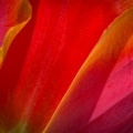 Tulips04-09-13-373.jpg