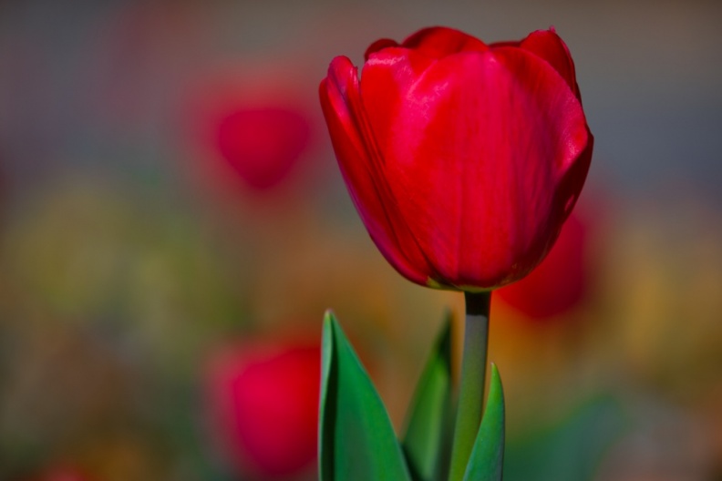 Tulips03-21-17-204-Edit-Edit-Edit.jpg