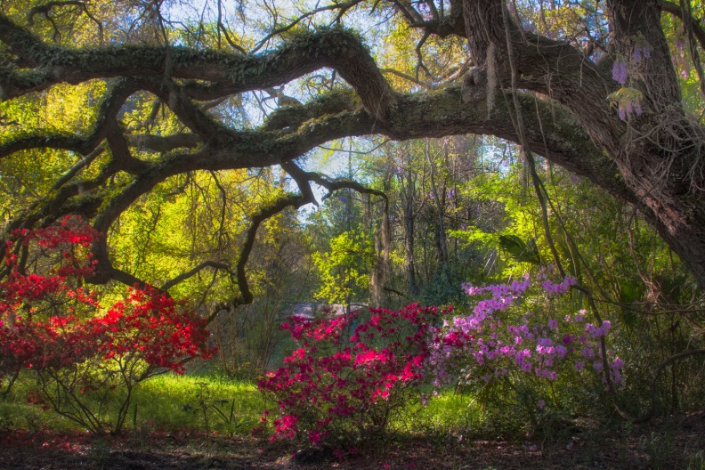 MagnoliaGarden04-09-14-2-Edit-Edit-Edit.jpg