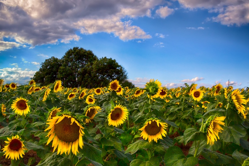 Sunflowers09-13-15-217-Edit-Edit-Edit-Edit-Edit-Edit-Edit-Edit-Edit-2-Edit-2-Edit.jpg