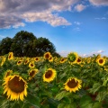 Sunflowers09-13-15-217-Edit-Edit-Edit-Edit-Edit-Edit-Edit-Edit-Edit-2-Edit-2-Edit.jpg