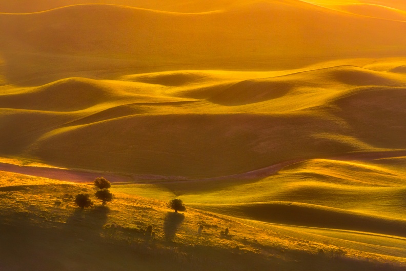 Palouse06-08-13-79-Edit-Edit-2-Edit.jpg