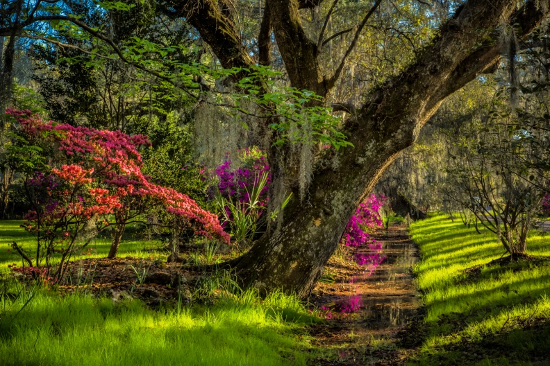 Magnolia03-23-18-285-Edit-Edit-Edit.jpg