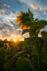 Sunrise Field