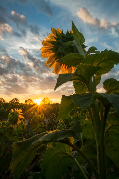 Sunflowers09-06-18-465-Edit.jpg