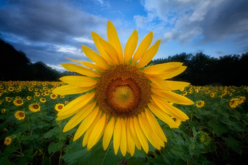 Sunflowers09-02-18-376-Edit-Edit-Edit-Edit.jpg