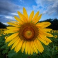Sunflowers09-02-18-376-Edit-Edit-Edit-Edit.jpg