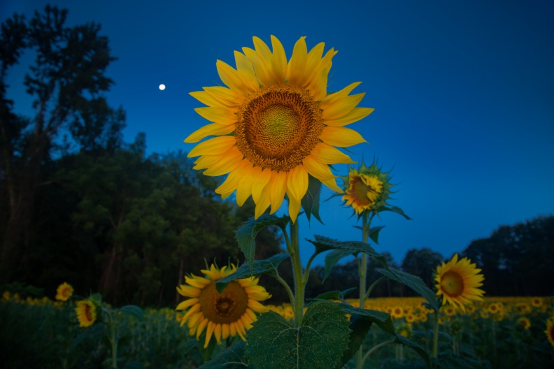 Sunflowers08-18-19-148-Edit-Edit.jpg