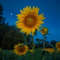 Sunflowers08-18-19-148-Edit-Edit.jpg