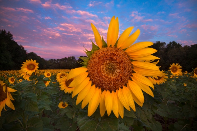 Sunflowers09-06-18-40-Edit-Edit-3-Edit-2.jpg